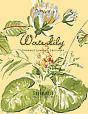 Waterlily