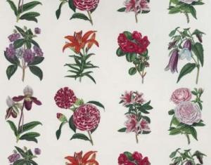 PIERRE FREY GRANDIFLORA FABRIC