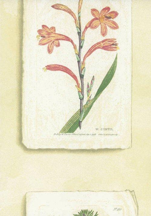 CurtisBotanical WPCW18969373