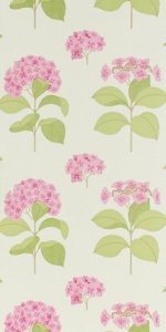 SANDERSON LACECAP WALLPAPER